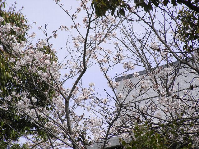 sakura05.jpg