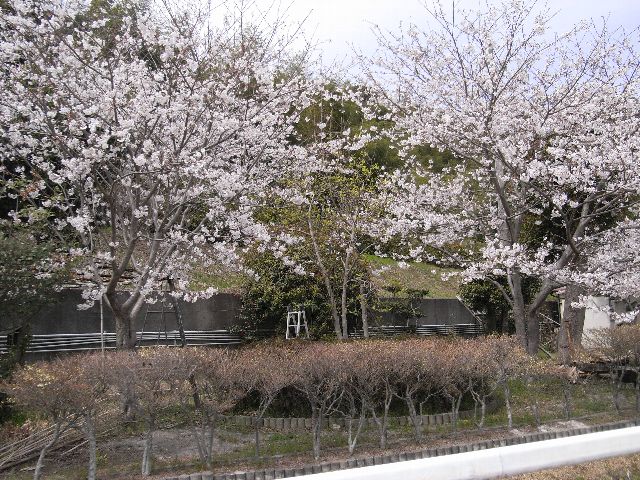 sakura70.jpg